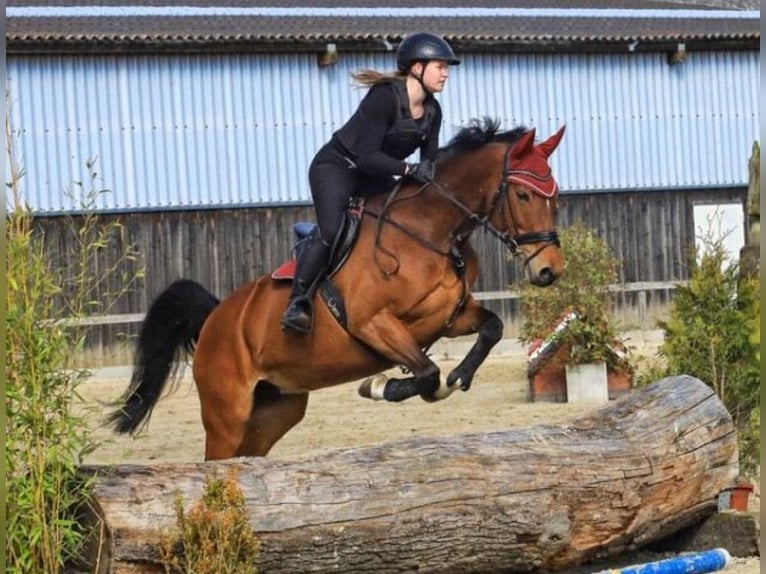 Westfaal Merrie 16 Jaar 163 cm Bruin in K&#xF6;ln