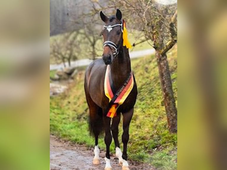 Westfaal Merrie 16 Jaar 164 cm Bruin in Westerkappeln