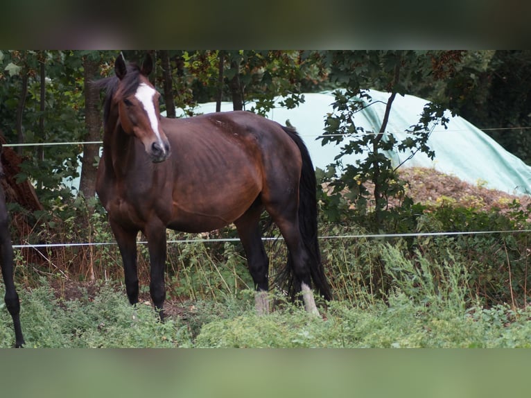 Westfaal Merrie 16 Jaar 164 cm Donkerbruin in Neuenkirchen-Vörden