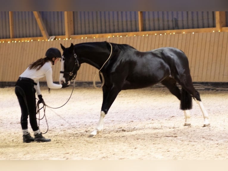 Westfaal Merrie 16 Jaar 164 cm Zwart in Weinheim