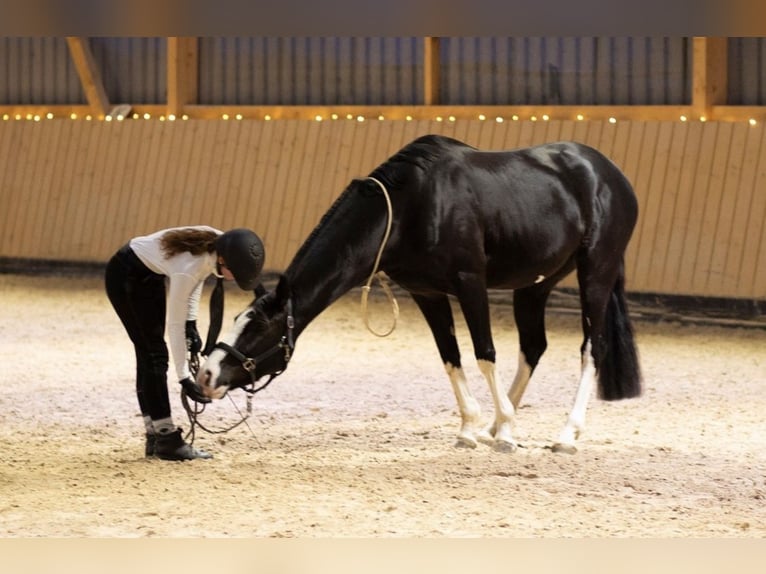 Westfaal Merrie 16 Jaar 164 cm Zwart in Weinheim