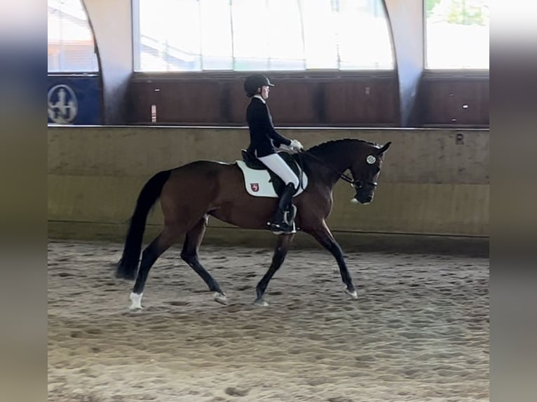 Westfaal Merrie 16 Jaar 165 cm Bruin in Schloß Holte-Stukenbrock