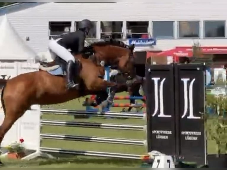 Westfaal Merrie 16 Jaar 165 cm Bruin in Osterholz-Scharmbeck