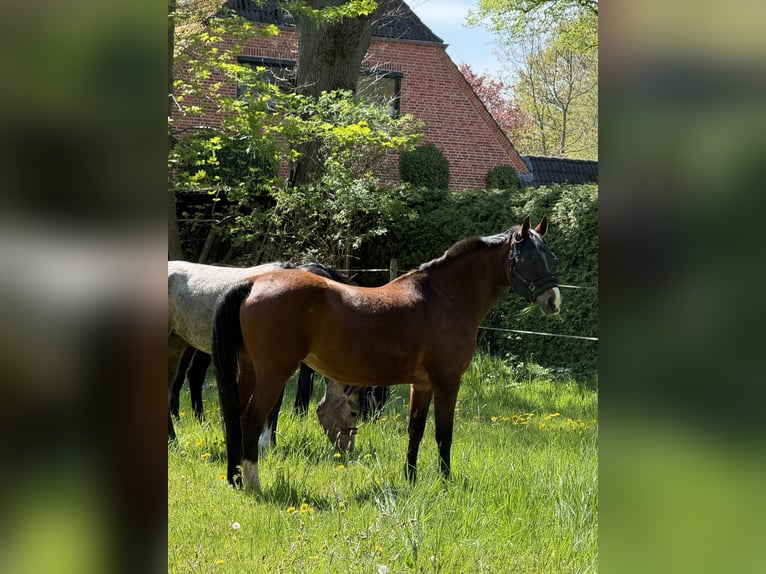 Westfaal Merrie 16 Jaar 165 cm Bruin in Osterholz-Scharmbeck