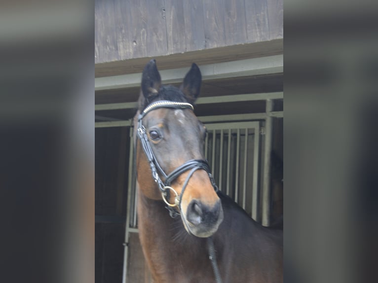 Westfaal Merrie 16 Jaar 165 cm Donkerbruin in Rosendahl