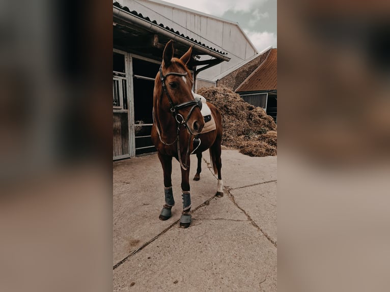 Westfaal Merrie 16 Jaar 165 cm Vos in Alsdorf