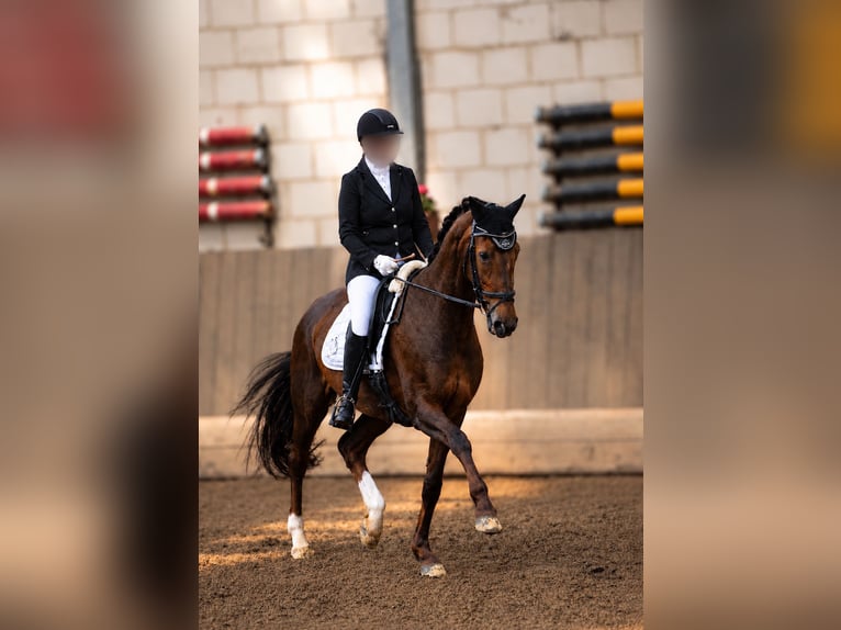Westfaal Merrie 16 Jaar 166 cm Donkere-vos in Alsfeld