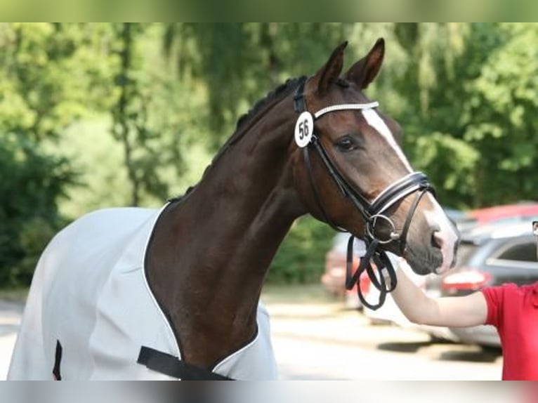 Westfaal Merrie 16 Jaar 166 cm Donkere-vos in Horn-Bad Meinberg