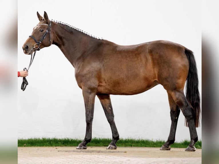 Westfaal Merrie 16 Jaar 167 cm Bruin in GROTE-BROGEL