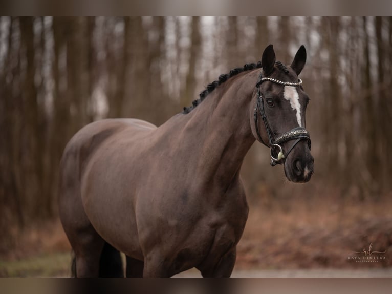 Westfaal Merrie 16 Jaar 168 cm Zwart in Wehringen