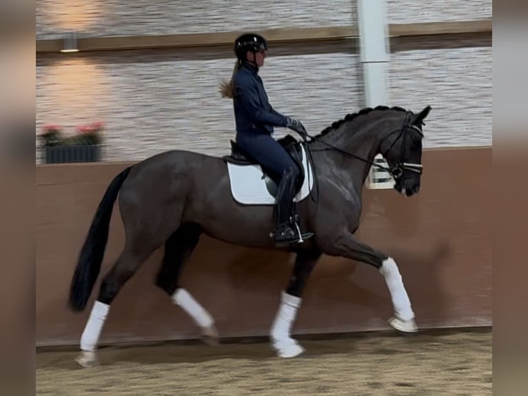 Westfaal Merrie 16 Jaar 168 cm Zwart in Wehringen