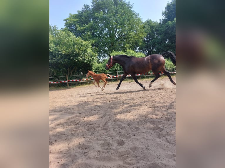 Westfaal Merrie 16 Jaar 170 cm Donkerbruin in Steinfurt