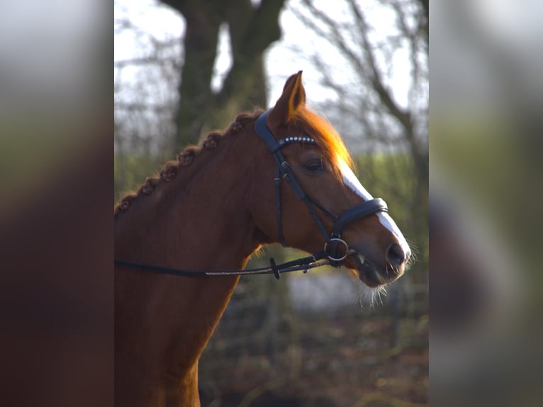 Westfaal Merrie 16 Jaar 174 cm Vos in Rhauderfehn