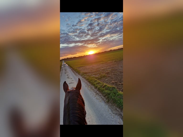 Westfaal Merrie 16 Jaar 175 cm Bruin in Br&#xFC;ggen