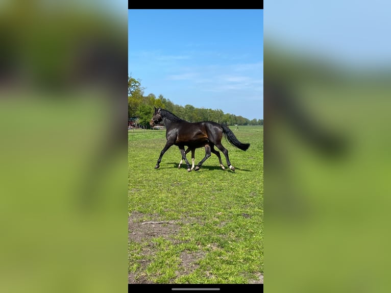 Westfaal Merrie 16 Jaar 175 cm Donkerbruin in Recke