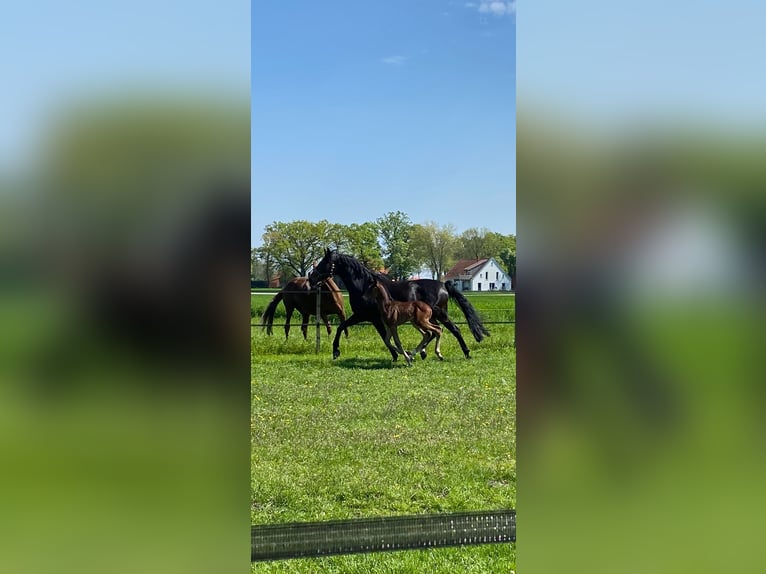 Westfaal Merrie 16 Jaar 175 cm Donkerbruin in Recke