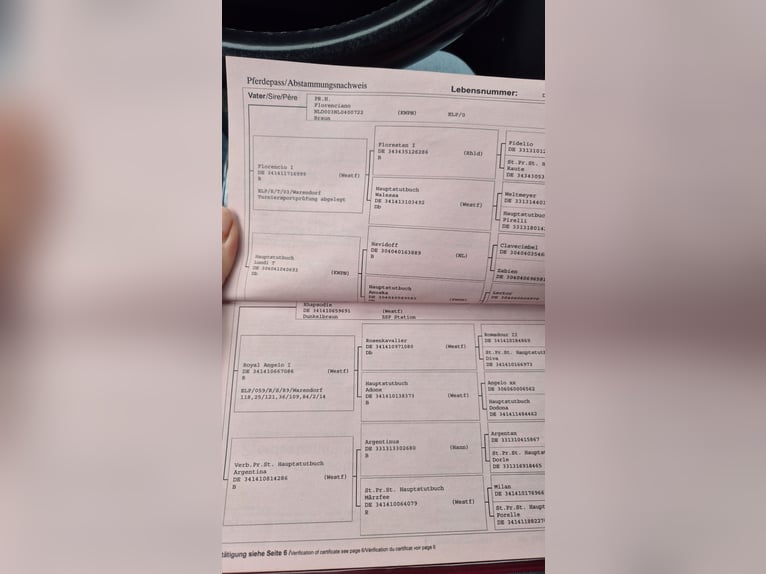 Westfaal Merrie 16 Jaar 175 cm Donkerbruin in Recke