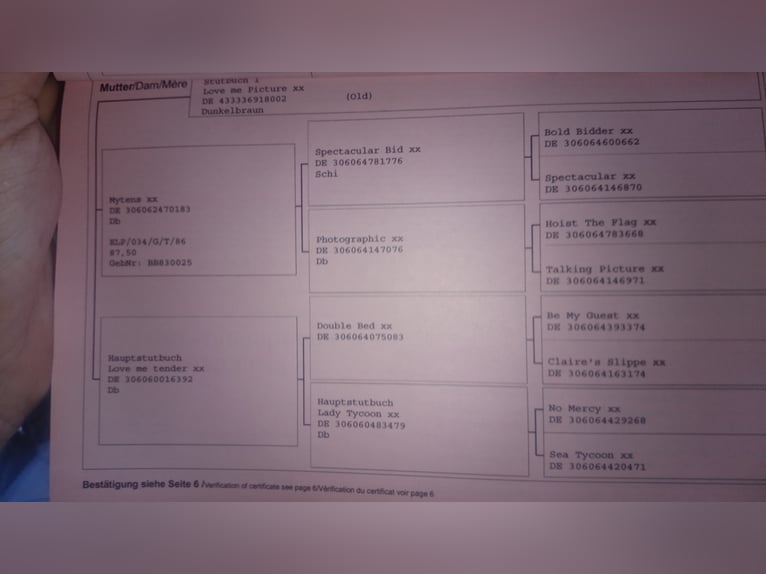 Westfaal Merrie 16 Jaar 176 cm Zwartbruin in Waldbröl