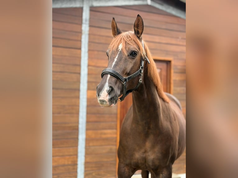 Westfaal Merrie 16 Jaar 178 cm Vos in Gelsenkirchen