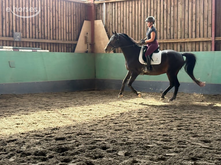 Westfaal Merrie 17 Jaar 163 cm Donkerbruin in Diemeringen