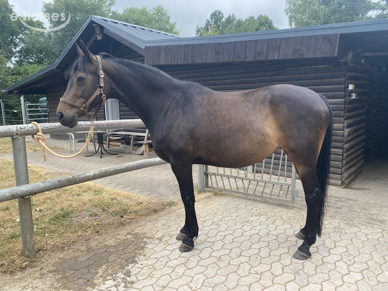 Westfaal Merrie 17 Jaar 163 cm Donkerbruin in Diemeringen