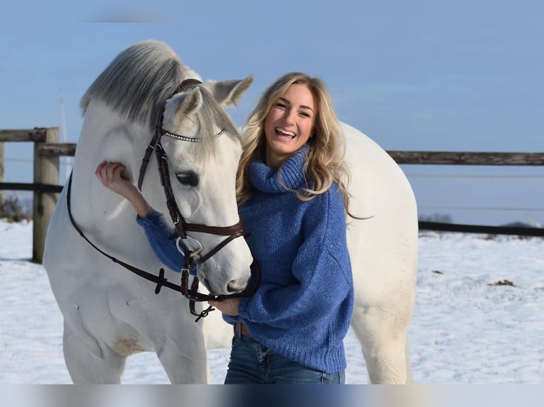 Westfaal Merrie 17 Jaar 163 cm Schimmel in Cuxhaven