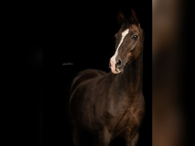 Westfaal Merrie 17 Jaar 165 cm Donkere-vos in Bad Pyrmont