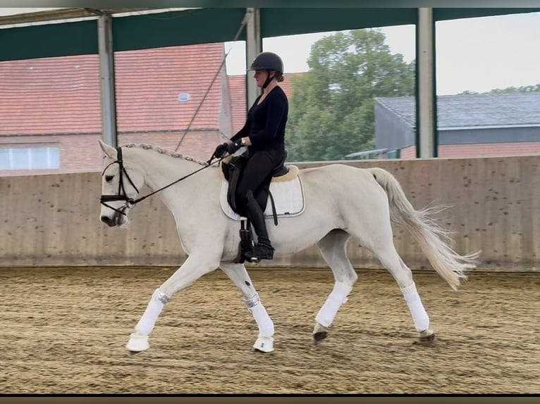 Westfaal Merrie 17 Jaar 165 cm Schimmel in Warendorf