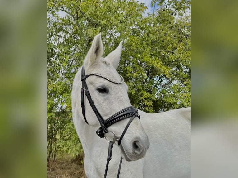 Westfaal Merrie 17 Jaar 165 cm Schimmel in Warendorf