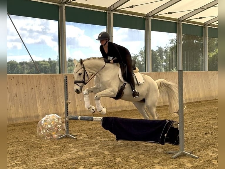 Westfaal Merrie 17 Jaar 165 cm Schimmel in Warendorf