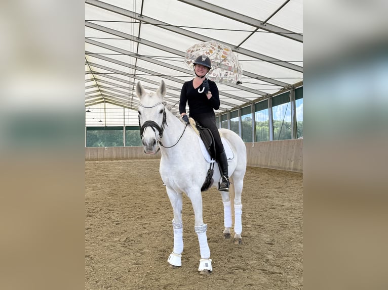 Westfaal Merrie 17 Jaar 165 cm Schimmel in Warendorf