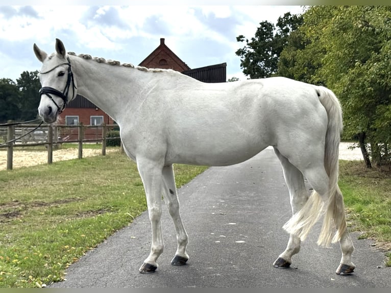 Westfaal Merrie 17 Jaar 165 cm Schimmel in Warendorf