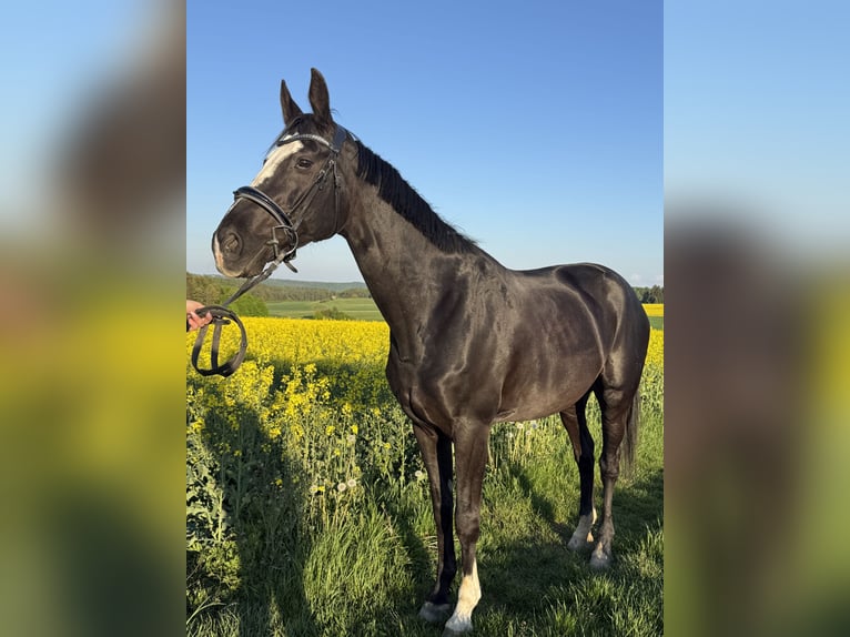 Westfaal Merrie 17 Jaar 165 cm Zwart in Stetten am kalten Markt