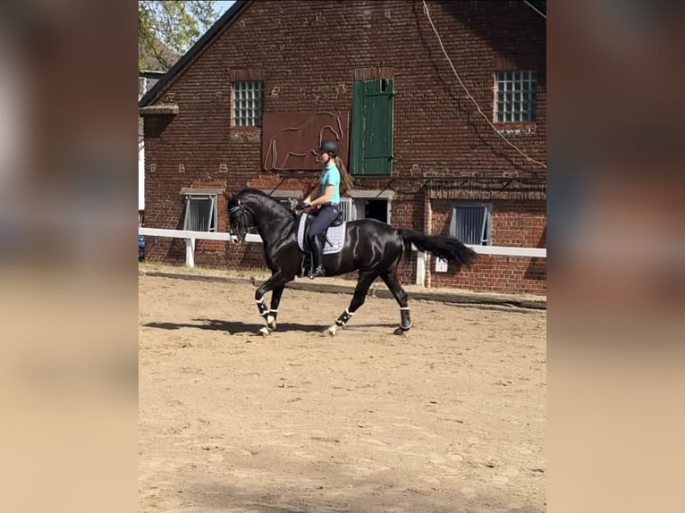 Westfaal Merrie 17 Jaar 165 cm Zwartbruin in Stolberg (Rheinland)