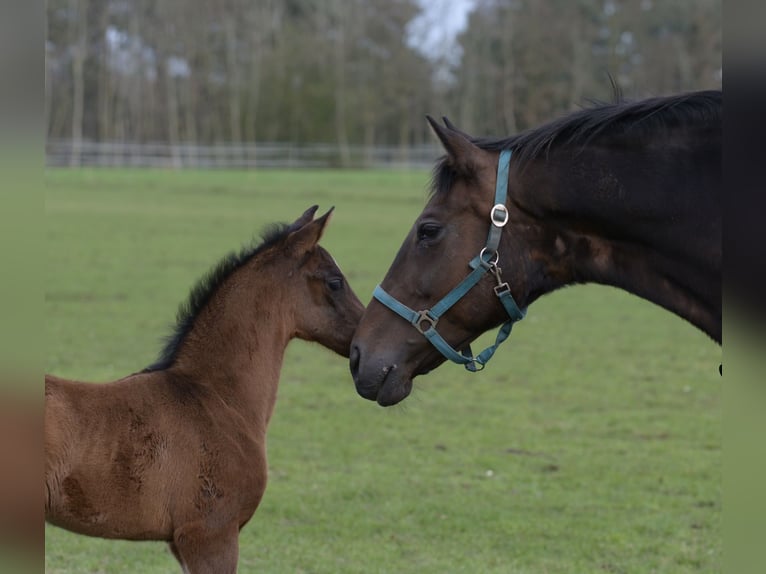 Westfaal Merrie 17 Jaar 166 cm Donkerbruin in Hörstel