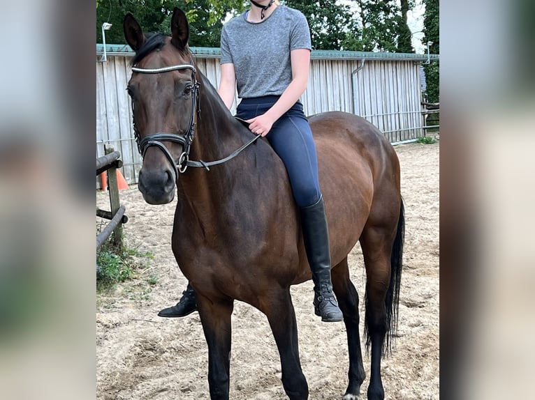 Westfaal Merrie 17 Jaar 166 cm Donkerbruin in Hörstel