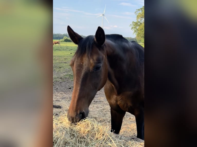 Westfaal Merrie 17 Jaar 166 cm Donkerbruin in Hörstel