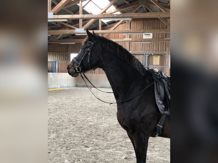 Westfaal Merrie 17 Jaar 166 cm Donkerbruin in Altusried