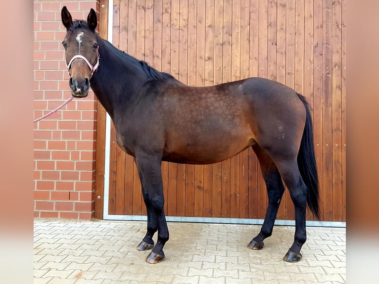 Westfaal Merrie 17 Jaar 167 cm Donkerbruin in Everswinkel