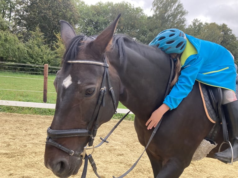 Westfaal Merrie 17 Jaar 172 cm Donkerbruin in Münster