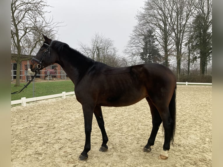 Westfaal Merrie 17 Jaar 172 cm Zwartbruin in Münster