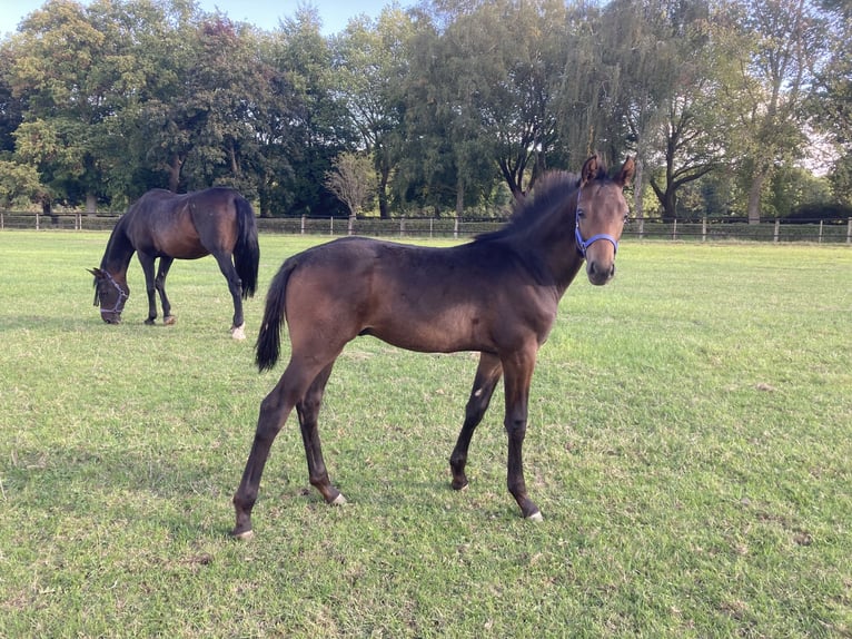 Westfaal Merrie 17 Jaar 172 cm Zwartbruin in Münster