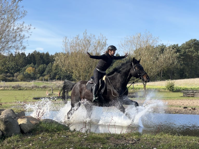 Westfaal Merrie 17 Jaar 173 cm Donkerbruin in Köln