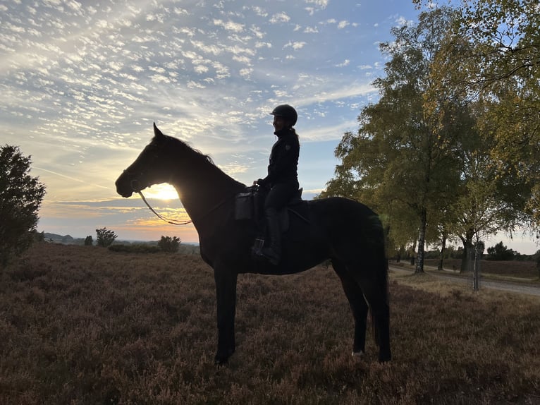 Westfaal Merrie 17 Jaar 173 cm Donkerbruin in Köln