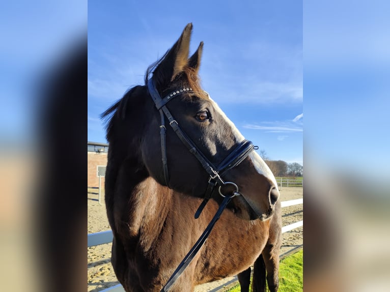 Westfaal Merrie 17 Jaar 173 cm Donkerbruin in Bad Laer