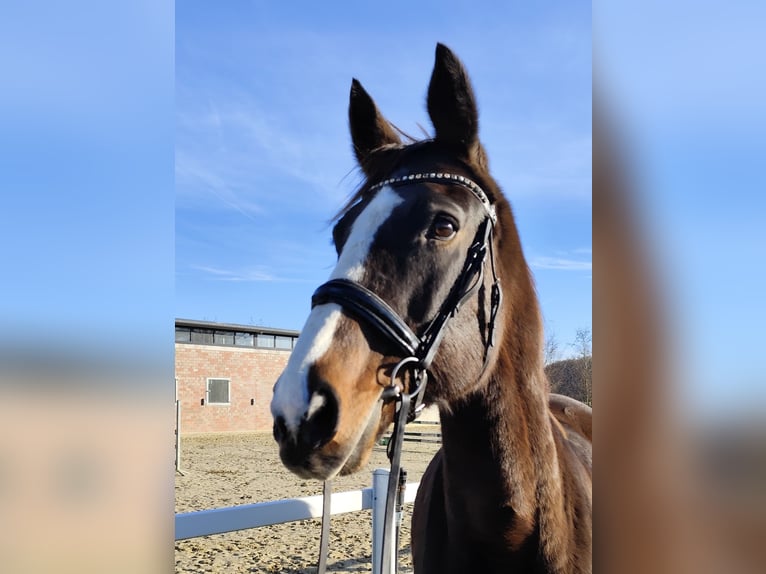 Westfaal Merrie 17 Jaar 173 cm Donkerbruin in Bad Laer