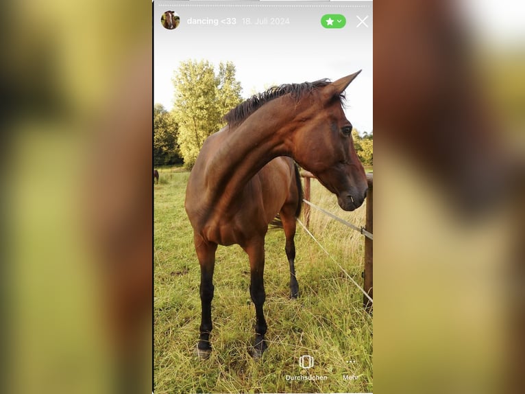 Westfaal Merrie 17 Jaar 175 cm Bruin in K&#xF6;ln