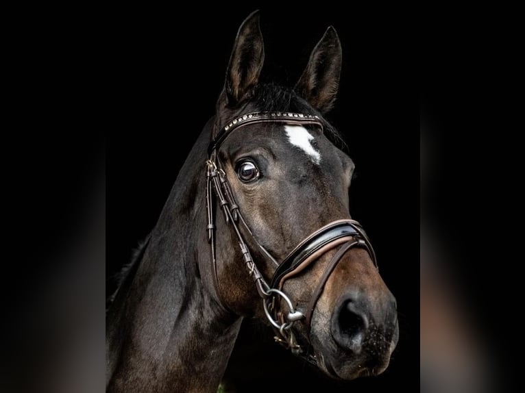 Westfaal Merrie 17 Jaar Bruin in Lilienthal
