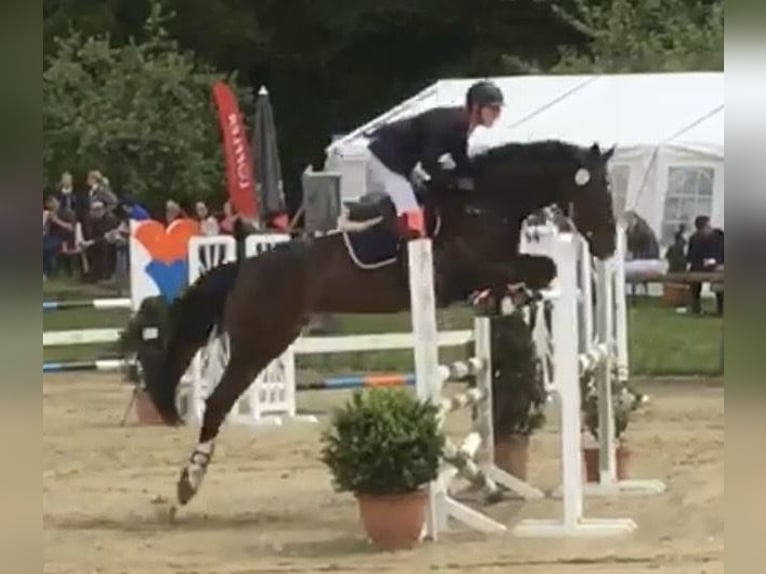 Westfaal Merrie 17 Jaar Bruin in Lilienthal