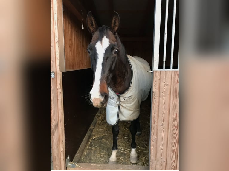 Westfaal Merrie 18 Jaar 146 cm Bruin in Ahaus